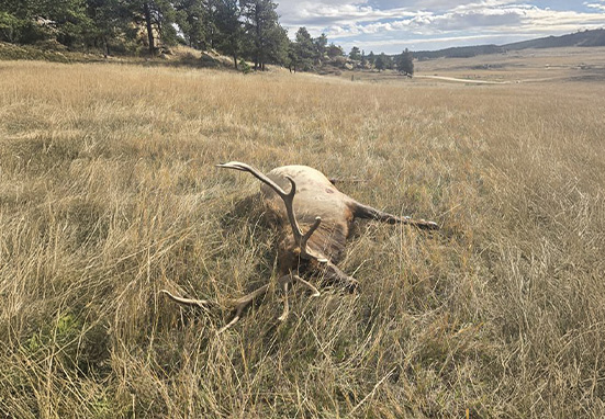 Montana Poaching Elk